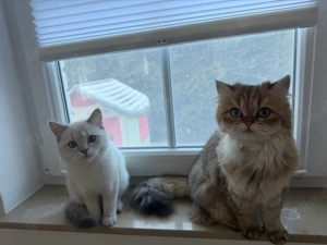    Katzen abzugeben   nur gemeinsam    Bild 3