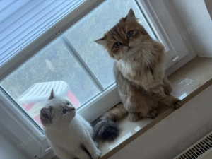    Katzen abzugeben   nur gemeinsam    Bild 4