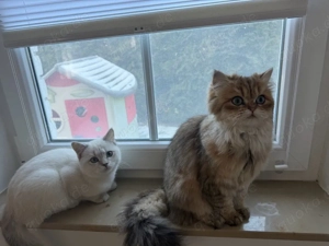    Katzen abzugeben   nur gemeinsam   