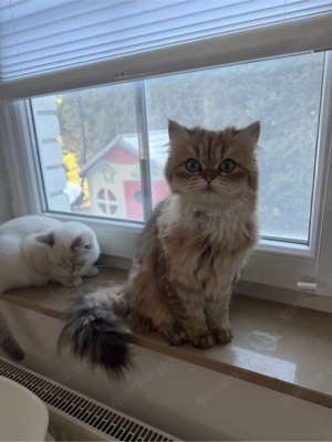    Katzen abzugeben   nur gemeinsam    Bild 5