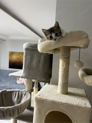BKH-Bengal mix Katzen Babys geimpft ,mehrfach entwurmt ,mit starter Paket 
