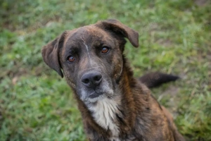 *MO* - Der soziale Rüde wartet gespannt auf einTicket ins eigene liebevolle Familienleben