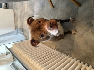 Lieber Mischlingsrüde 