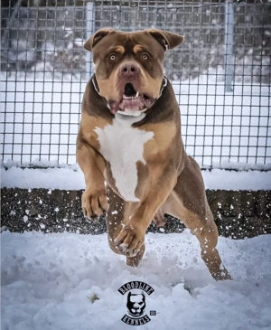 American Bully XL Welpen Bild 11