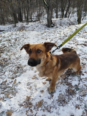 *FOXY* Der Junghund ist lieb, freundlich zu Menschen und Artgenossen, und er ist leinenführig