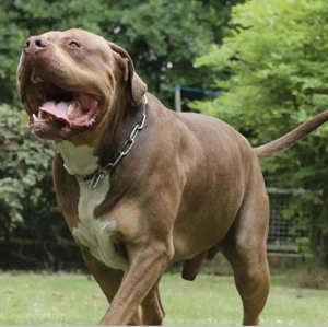 American Bully XL Welpen Bild 9