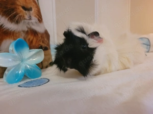 Meerschweinchen Böckchen 3 Monate