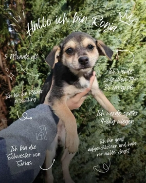 Tierschutzhund | Ronja | Kleiner Mischling 
