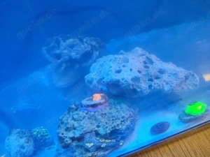 Korallen und Krabbe einsiedler