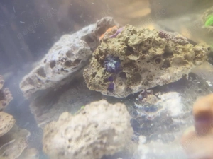 Koralle  Boxerkrabbe 