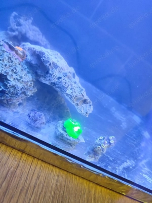 Korallen und Krabbe einsiedler Bild 5