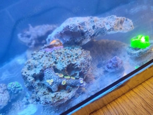 Korallen und Krabbe einsiedler Bild 4