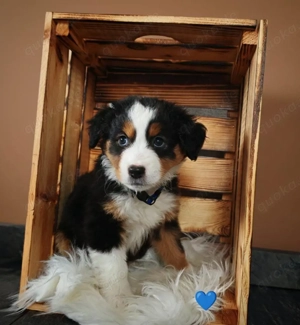 Mini australian shepherd Welpen 