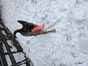 Schäferhündin abzugeben 