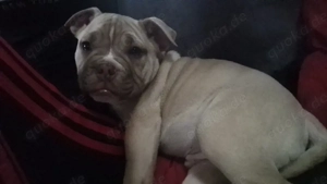 balu sucht ihr Für-immer-Zuhause