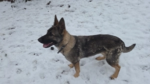 Schäferhündin abzugeben  Bild 2