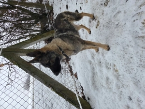 Schäferhündin abzugeben  Bild 4