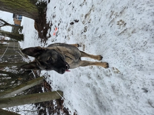 Schäferhündin abzugeben  Bild 3