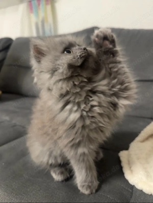 Wunderschöner BLH Kater sucht liebevolles Zuhause   
