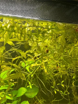 Aquarium Pflanzen