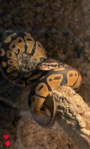 Hilfe! Königspython braucht Zuhause 