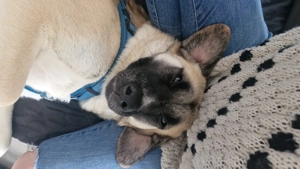 Lola sanfte Mischlingshündin aus dem Tierschutz  Bild 2