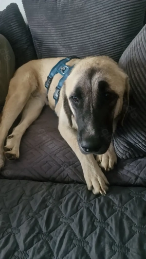 Lola sanfte Mischlingshündin aus dem Tierschutz  Bild 3