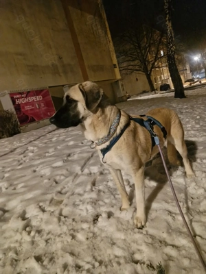 Lola sanfte Mischlingshündin aus dem Tierschutz 