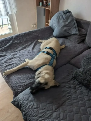 Lola sanfte Mischlingshündin aus dem Tierschutz  Bild 4