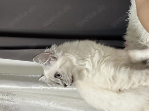 Süße Perserkatze (4 Monate) sucht liebevolles Zuhause