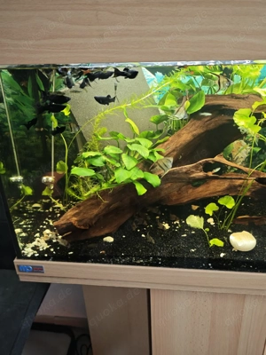 komplettes Aquarium  Bild 5
