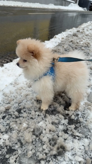 Pomeranian 
