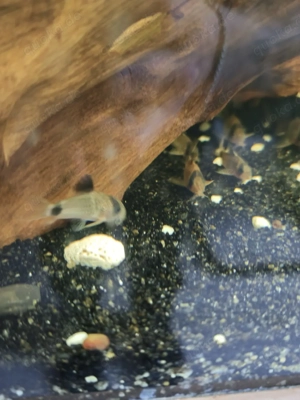 komplettes Aquarium  Bild 3