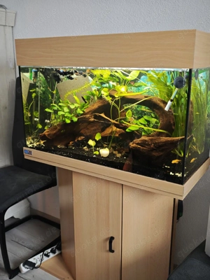 komplettes Aquarium  Bild 4
