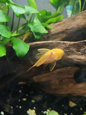 komplettes Aquarium  Bild 2