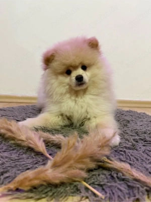 Pomeranian 