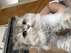    Kater sucht liebevolle Familie