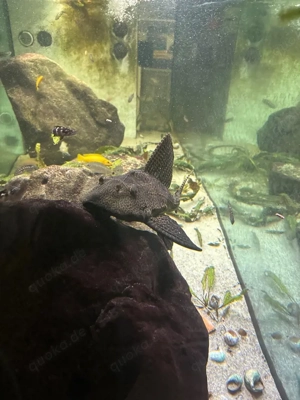 Wabenschilderwels  Bild 2