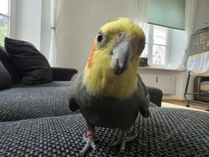 Ich suche eine Partnerin für meinen männlichen Nymphensittich.