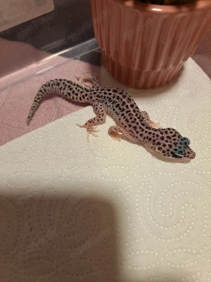 Leopardgeckos von 25
