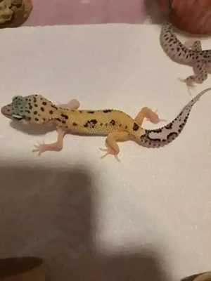 Leopardgeckos von 25