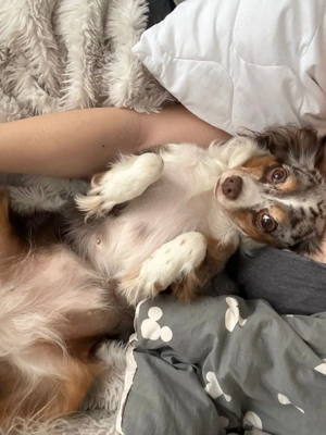 Mischlings Hündin Merle