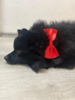 Deckrüde   Zwergspitz (schwarz), 1,5 Jahre 