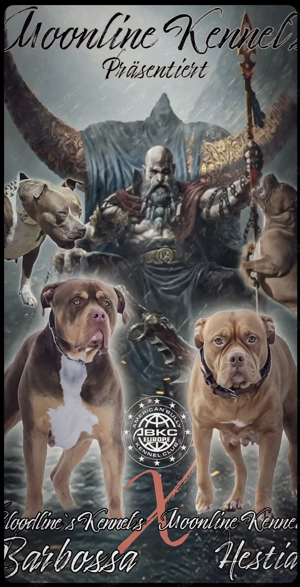 American Bully XL Welpen