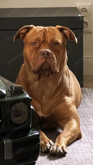 American Bully XL Welpen Bild 10