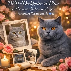 Suche -> BKH-Deckkater in Blau mit bernsteinfarbenen Augen gesucht