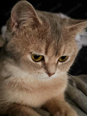 Suche -> BKH-Deckkater in Blau mit bernsteinfarbenen Augen gesucht Bild 2