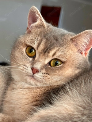 Suche -> BKH-Deckkater in Blau mit bernsteinfarbenen Augen gesucht Bild 3