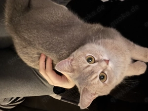 Suche -> BKH-Deckkater in Blau mit bernsteinfarbenen Augen gesucht Bild 4