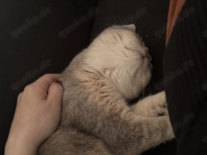 Suche -> BKH-Deckkater in Blau mit bernsteinfarbenen Augen gesucht Bild 5